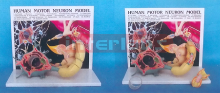 HUMAN MOTOR NEROUS MODEL WITH DESCRIPTION PLATE